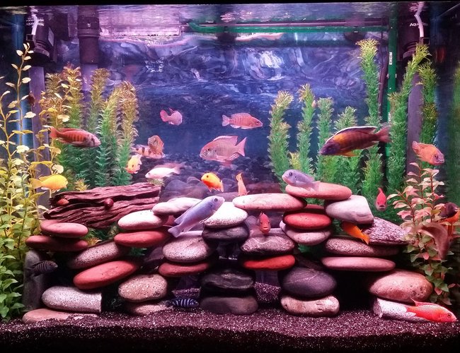 37 gallons freshwater fish tank (mostly fish and non-living decorations) - 37 gallon mixed cichlid tank 37 gallons freshwater fish tank (mostly fish and non-living decorations) - 37 gallon mixed cichlid tank