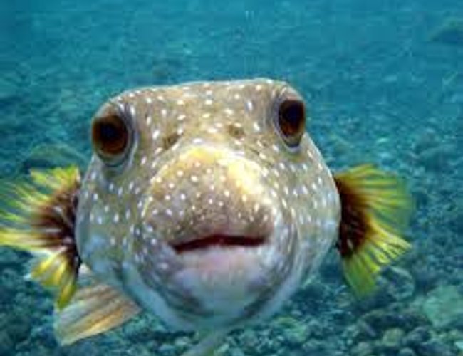 66 gallons freshwater fish tank (mostly fish and non-living decorations) - this is my face :(d 66 gallons freshwater fish tank (mostly fish and non-living decorations) - this is my face :(d