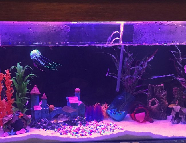 58 gallons freshwater fish tank (mostly fish and non-living decorations) - 4ft tank spooky one end fairy like other end 58 gallons freshwater fish tank (mostly fish and non-living decorations) - 4ft tank spooky one end fairy like other end