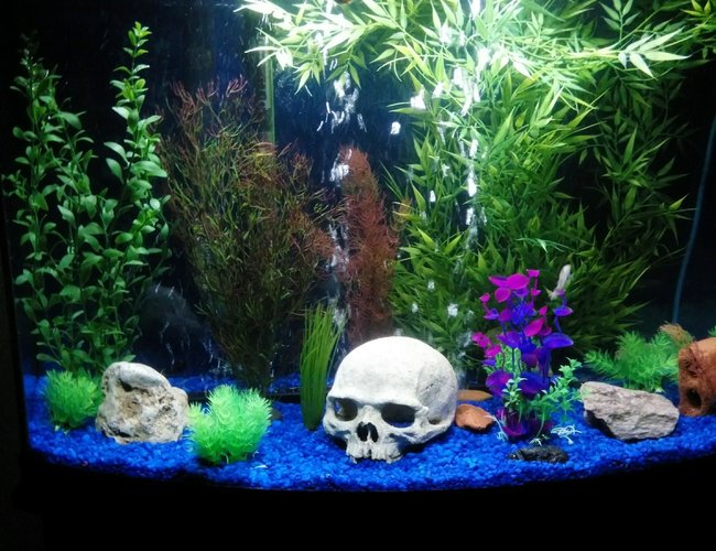 46 gallons freshwater fish tank (mostly fish and non-living decorations) - First tank build 46 gallons freshwater fish tank (mostly fish and non-living decorations) - First tank build