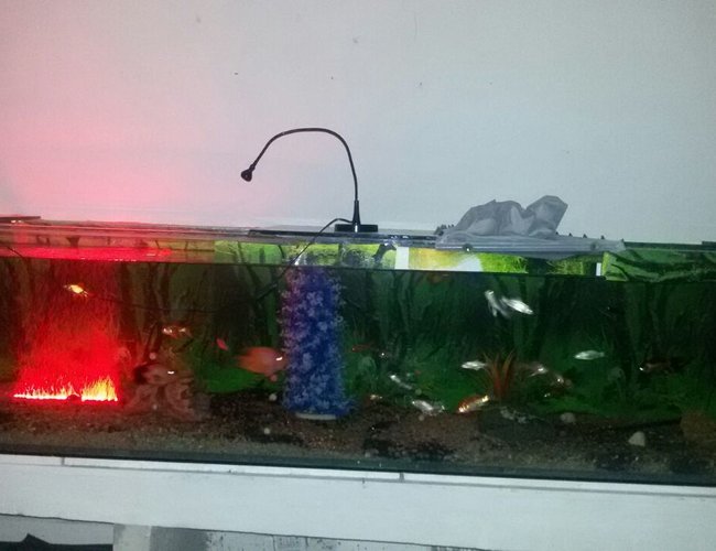 260 gallons freshwater fish tank (mostly fish and non-living decorations) - my large tank 260 gallons freshwater fish tank (mostly fish and non-living decorations) - my large tank