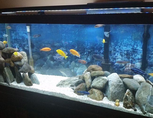 75 gallons freshwater fish tank (mostly fish and non-living decorations) - 75 Gallon Mixed Malawi Cichlid tank 75 gallons freshwater fish tank (mostly fish and non-living decorations) - 75 Gallon Mixed Malawi Cichlid tank