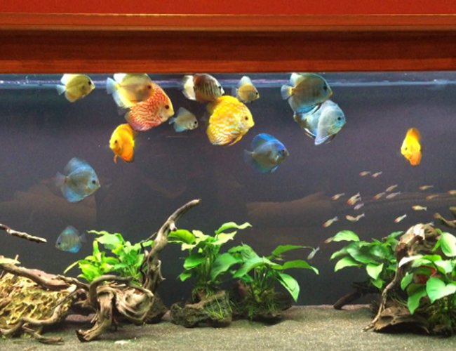 180 gallons freshwater fish tank (mostly fish and non-living decorations) - 180 Gallon Discus 180 gallons freshwater fish tank (mostly fish and non-living decorations) - 180 Gallon Discus