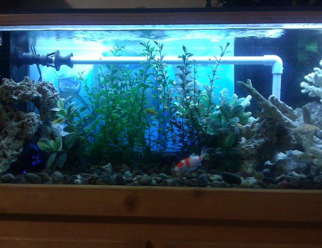 55 gallons freshwater fish tank (mostly fish and non-living decorations) - 55 gallon fish tank with electric yellow, cory, koi and barbs 55 gallons freshwater fish tank (mostly fish and non-living decorations) - 55 gallon fish tank with electric yellow, cory, koi and barbs