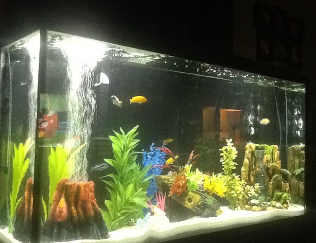 60 gallons freshwater fish tank (mostly fish and non-living decorations) - Marineland 60 gallon with Marineland 350 filter 60 gallons freshwater fish tank (mostly fish and non-living decorations) - Marineland 60 gallon with Marineland 350 filter