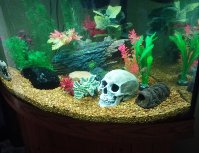 55 gallons freshwater fish tank (mostly fish and non-living decorations) - 55 gallon bow front freshwater 55 gallons freshwater fish tank (mostly fish and non-living decorations) - 55 gallon bow front freshwater