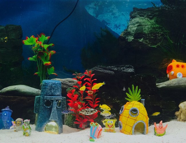 55 gallons freshwater fish tank (mostly fish and non-living decorations) - African cichlids. 55 gallons freshwater fish tank (mostly fish and non-living decorations) - African cichlids.