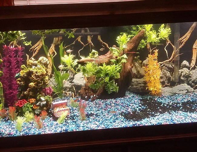 75 gallons freshwater fish tank (mostly fish and non-living decorations) - Work in progress, building custom princess castle with the family. 75 gallons freshwater fish tank (mostly fish and non-living decorations) - Work in progress, building custom princess castle with the family.