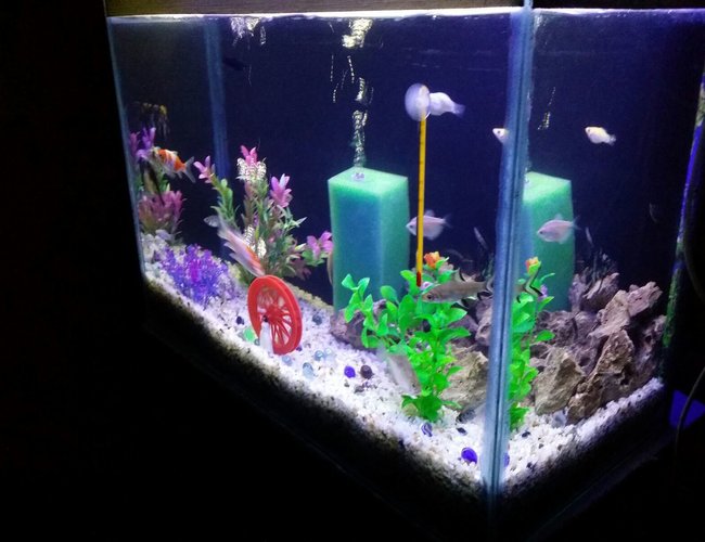 20 gallons freshwater fish tank (mostly fish and non-living decorations) - Freshwater Tank 20 gallons freshwater fish tank (mostly fish and non-living decorations) - Freshwater Tank