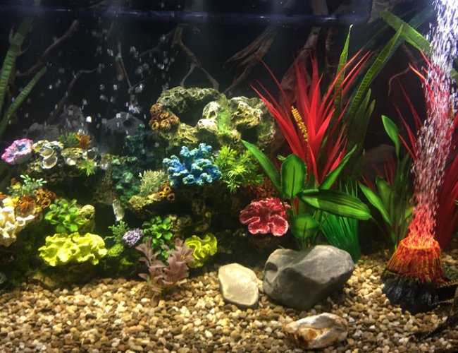 46 gallons freshwater fish tank (mostly fish and non-living decorations) - 46 Gallon Bow Front Cichlid Tank 46 gallons freshwater fish tank (mostly fish and non-living decorations) - 46 Gallon Bow Front Cichlid Tank