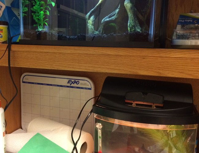 6 gallons freshwater fish tank (mostly fish and non-living decorations) - Both of my tanks...the guppy tank (5.5 gallons) and the ADF tank (2.5 gallons) 6 gallons freshwater fish tank (mostly fish and non-living decorations) - Both of my tanks...the guppy tank (5.5 gallons) and the ADF tank (2.5 gallons)