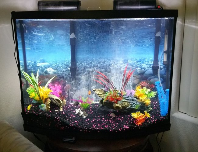 38 gallons freshwater fish tank (mostly fish and non-living decorations) - 38 gal freshwater african cichilds 38 gallons freshwater fish tank (mostly fish and non-living decorations) - 38 gal freshwater african cichilds