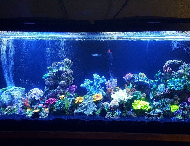 55 gallons freshwater fish tank (mostly fish and non-living decorations) - My lil project :) 55 gallons freshwater fish tank (mostly fish and non-living decorations) - My lil project :)