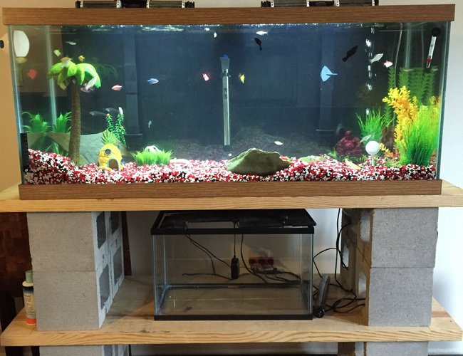 75 gallons freshwater fish tank (mostly fish and non-living decorations) - 75g Tank & Custom Stand! 75 gallons freshwater fish tank (mostly fish and non-living decorations) - 75g Tank & Custom Stand!