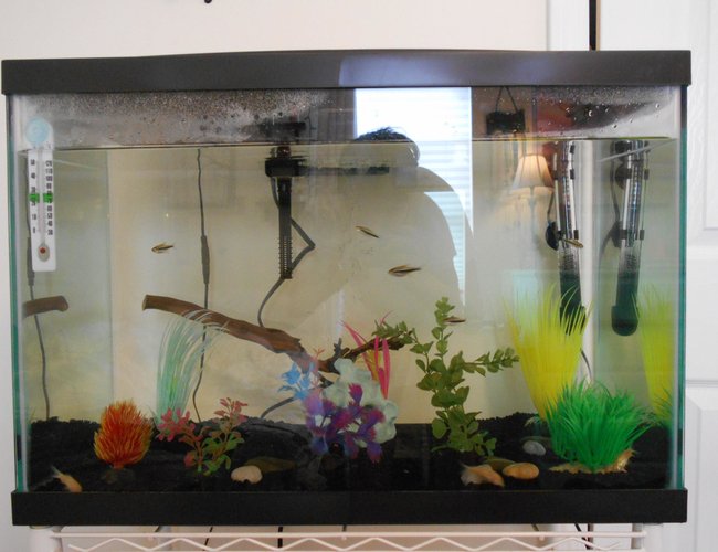 20 gallons freshwater fish tank (mostly fish and non-living decorations) - This is the new, updated version of my fish tank! I will be adding zebra danios soon. 20 gallons freshwater fish tank (mostly fish and non-living decorations) - This is the new, updated version of my fish tank! I will be adding zebra danios soon.