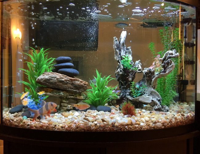 36 gallons freshwater fish tank (mostly fish and non-living decorations) - Quick build freshwater 36 gallons freshwater fish tank (mostly fish and non-living decorations) - Quick build freshwater