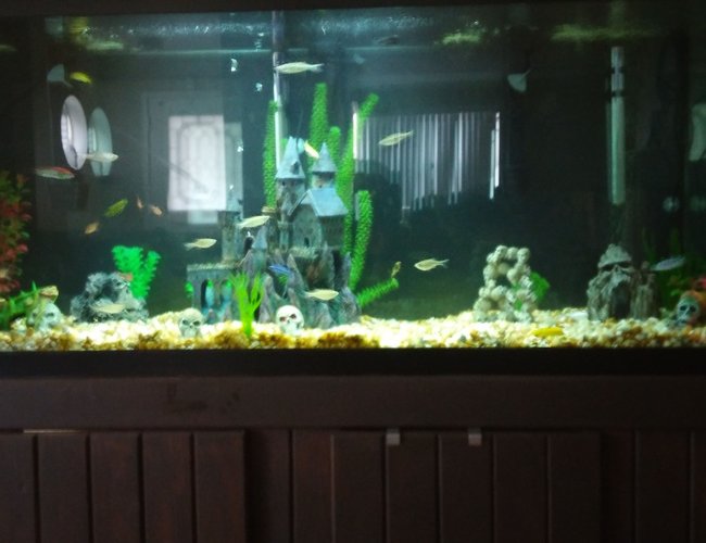 125 gallons freshwater fish tank (mostly fish and non-living decorations) - Assorted african cichlids 125 gallons freshwater fish tank (mostly fish and non-living decorations) - Assorted african cichlids