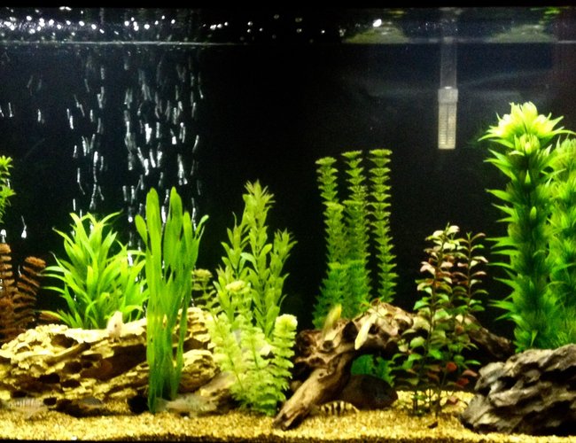 60 gallons freshwater fish tank (mostly fish and non-living decorations) - 60 gallon mixed 60 gallons freshwater fish tank (mostly fish and non-living decorations) - 60 gallon mixed