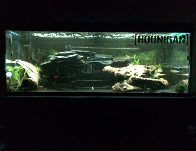 42 gallons freshwater fish tank (mostly fish and non-living decorations) - Zebra Pleco (L046) setup 42 gallons freshwater fish tank (mostly fish and non-living decorations) - Zebra Pleco (L046) setup