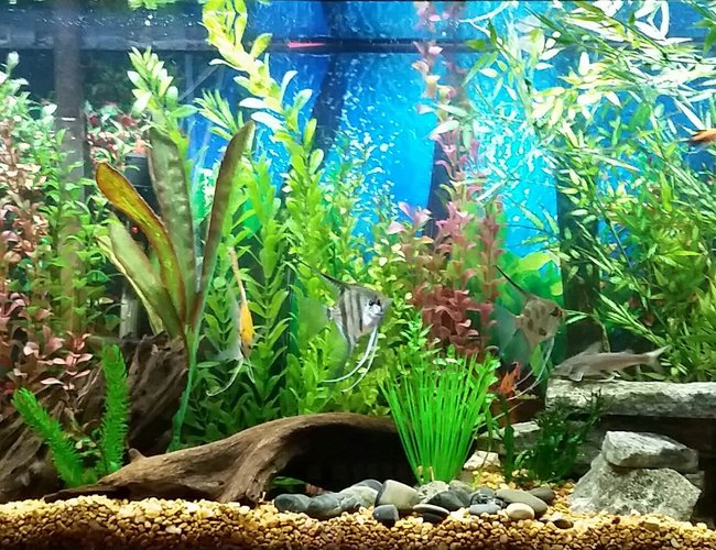 55 gallons freshwater fish tank (mostly fish and non-living decorations) - 55 gallon freshwater tropical fish tank. Fish in my tank are: Electric Blue Cichlid, German Blue Ram, Blood Parrot, Blue Gourami, Gold Gourami, Marble Veil Angel, Assorted Veil Angel, Upside Down Catfish, Pictus Cat, Rainbow Shark, Otocinclus Catfish, Red Minor Serpae Tetra, Red Wag Swordtail, Red Platy, Silver Hatchet, Columbian Shark, African Butterfly fish. 55 gallons freshwater fish tank (mostly fish and non-living decorations) - 55 gallon freshwater tropical fish tank. Fish in my tank are: Electric Blue Cichlid, German Blue Ram, Blood Parrot, Blue Gourami, Gold Gourami, Marble Veil Angel, Assorted Veil Angel, Upside Down Catfish, Pictus Cat, Rainbow Shark, Otocinclus Catfish, Red Minor Serpae Tetra, Red Wag Swordtail, Red Platy, Silver Hatchet, Columbian Shark, African Butterfly fish.