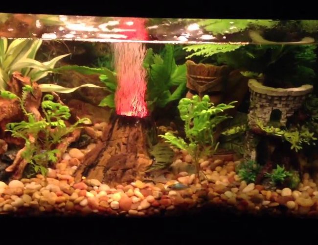 10 gallons freshwater fish tank (mostly fish and non-living decorations) - This is mine 10 gallons freshwater fish tank (mostly fish and non-living decorations) - This is mine