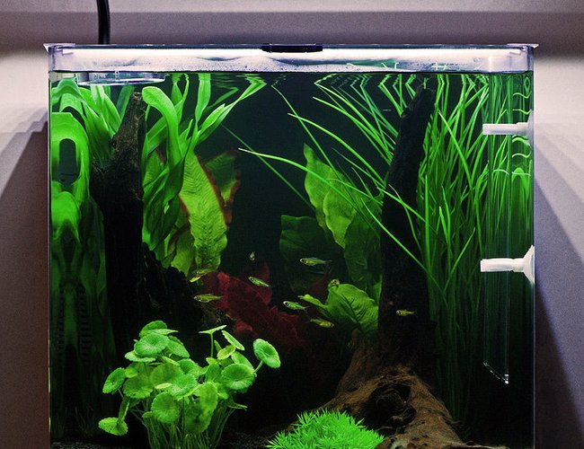 10 gallons freshwater fish tank (mostly fish and non-living decorations) - My Aqua One Aspire55 with Green Neon Rasbora. 10 gallons freshwater fish tank (mostly fish and non-living decorations) - My Aqua One Aspire55 with Green Neon Rasbora.