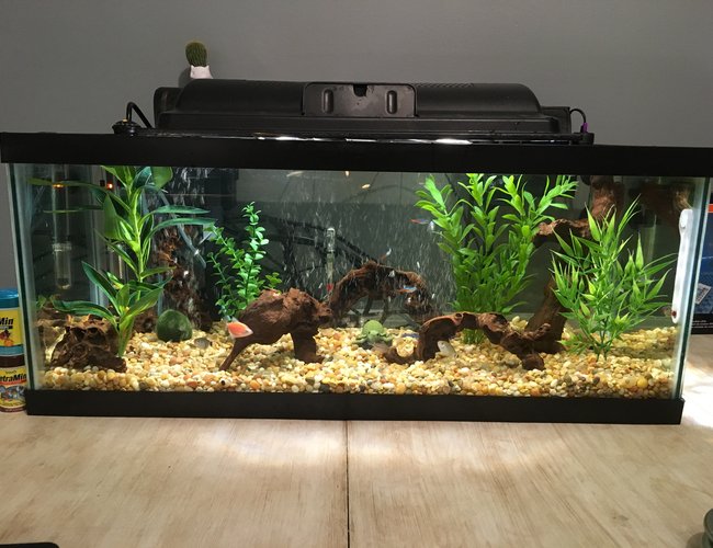 20 gallons freshwater fish tank (mostly fish and non-living decorations) - Front Side of New Tank 20 gallons freshwater fish tank (mostly fish and non-living decorations) - Front Side of New Tank