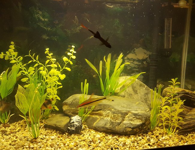18 gallons freshwater fish tank (mostly fish and non-living decorations) - My current tank 18 gallons freshwater fish tank (mostly fish and non-living decorations) - My current tank