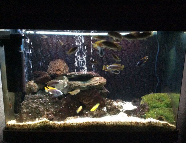50 gallons freshwater fish tank (mostly fish and non-living decorations) - Here's my 50 gallon tank which has African Cichlids mostly peacocks, one bumblebee and jade cichlids. Had the tank second hand which I will be changing to sand and lime stone soon.. Sorry for the poor photos which where taken on my iPad.. 50 gallons freshwater fish tank (mostly fish and non-living decorations) - Here's my 50 gallon tank which has African Cichlids mostly peacocks, one bumblebee and jade cichlids. Had the tank second hand which I will be changing to sand and lime stone soon.. Sorry for the poor photos which where taken on my iPad..