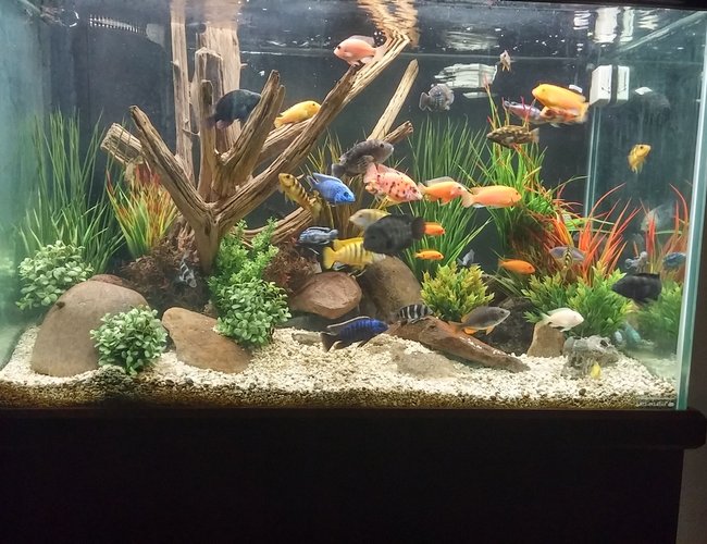 150 gallons freshwater fish tank (mostly fish and non-living decorations) - Mixed African cichlid tank 150 gallons freshwater fish tank (mostly fish and non-living decorations) - Mixed African cichlid tank