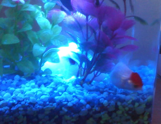 10 gallons freshwater fish tank (mostly fish and non-living decorations) - one of 5 tanks 10 gallons freshwater fish tank (mostly fish and non-living decorations) - one of 5 tanks