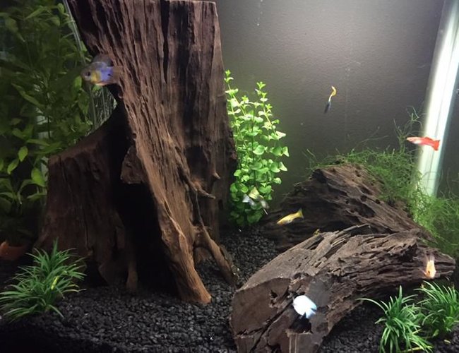 35 gallons freshwater fish tank (mostly fish and non-living decorations) - Love these guys, hope you enjoy my tank as much as me! :) 35 gallons freshwater fish tank (mostly fish and non-living decorations) - Love these guys, hope you enjoy my tank as much as me! :)