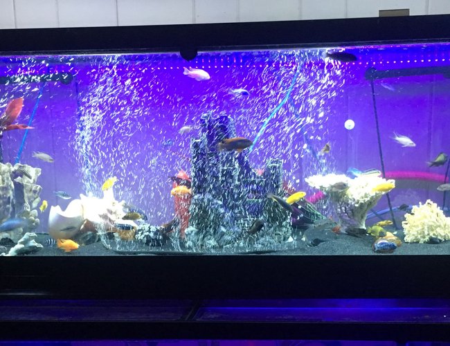125 gallons freshwater fish tank (mostly fish and non-living decorations) - 125 African cichlid tank 125 gallons freshwater fish tank (mostly fish and non-living decorations) - 125 African cichlid tank