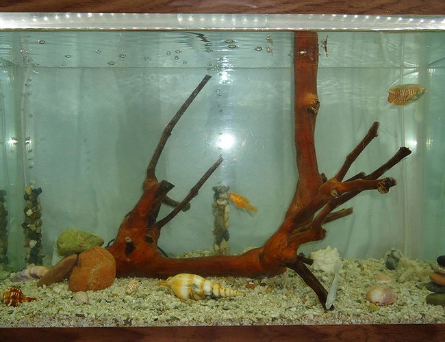 20 gallons freshwater fish tank (mostly fish and non-living decorations) - My aquarium. This is better than it's photo 20 gallons freshwater fish tank (mostly fish and non-living decorations) - My aquarium. This is better than it's photo