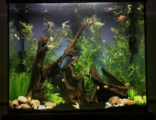 70 gallons freshwater fish tank (mostly fish and non-living decorations) - 70 gallon tall unplanted community tank 70 gallons freshwater fish tank (mostly fish and non-living decorations) - 70 gallon tall unplanted community tank