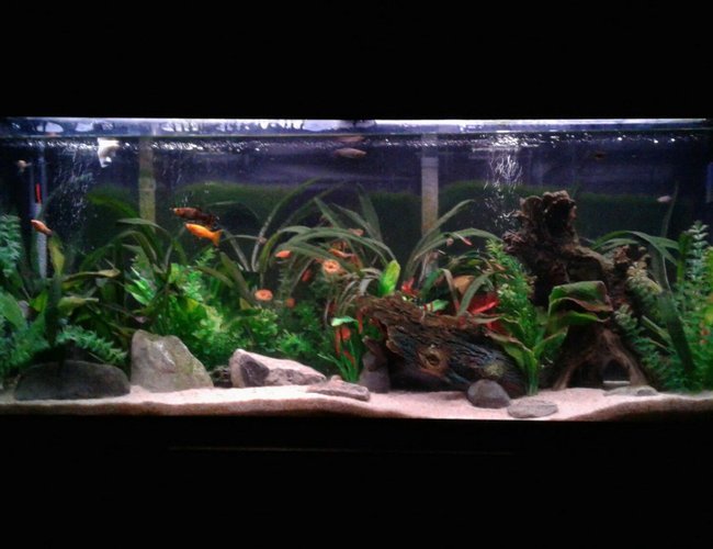 55 gallons freshwater fish tank (mostly fish and non-living decorations) - 55 gallon community artificially planted. Home to weather (dojo) loaches, peppered loaches, Bolivian rams, assorted Mollies, harliquin rasboras, black neon tetra, albino Cory cats, and mystery snails 55 gallons freshwater fish tank (mostly fish and non-living decorations) - 55 gallon community artificially planted. Home to weather (dojo) loaches, peppered loaches, Bolivian rams, assorted Mollies, harliquin rasboras, black neon tetra, albino Cory cats, and mystery snails