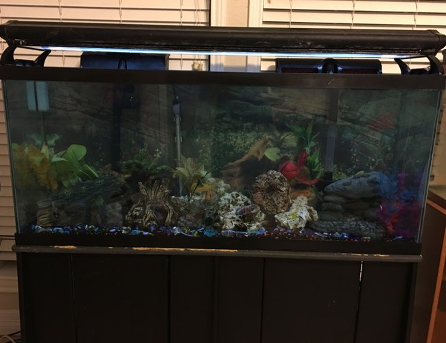 50 gallons freshwater fish tank (mostly fish and non-living decorations) - My Adult cichlid tank. 50 gallons freshwater fish tank (mostly fish and non-living decorations) - My Adult cichlid tank.
