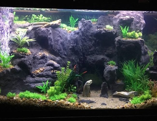 75 gallons freshwater fish tank (mostly fish and non-living decorations) - West Africian Biotope(ish) I'm not super strict. 75 gallons freshwater fish tank (mostly fish and non-living decorations) - West Africian Biotope(ish) I'm not super strict.
