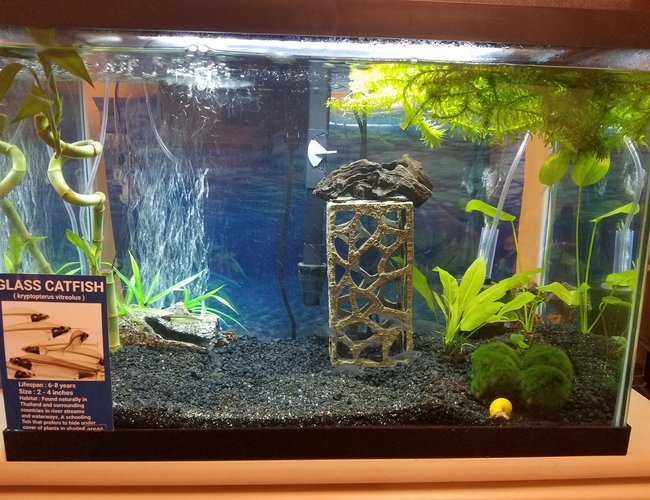 20 gallons freshwater fish tank (mostly fish and non-living decorations) - 20 gal 10 glass cats and 10 ghost shrimp, 1 gold inca snail, 1 bristlenose pleco very small. 6 marimo moss balls, 2 amazon swords, 1 anubias small, 2 bamboo 1 big 1 small, many bunches of elodea waterweed free floating man. 20 gallons freshwater fish tank (mostly fish and non-living decorations) - 20 gal 10 glass cats and 10 ghost shrimp, 1 gold inca snail, 1 bristlenose pleco very small. 6 marimo moss balls, 2 amazon swords, 1 anubias small, 2 bamboo 1 big 1 small, many bunches of elodea waterweed free floating man.