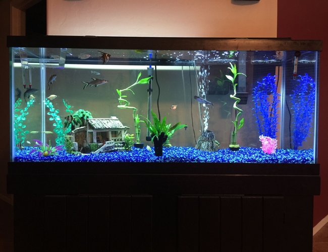 75 gallons freshwater fish tank (mostly fish and non-living decorations) - 75 Gallon Semi Aggressive freshwater 75 gallons freshwater fish tank (mostly fish and non-living decorations) - 75 Gallon Semi Aggressive freshwater