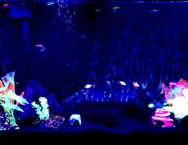 60 gallons freshwater fish tank (mostly fish and non-living decorations) - 60g freshwater Glofish tank with Glofish danios, Glofish tetras and albino Cory cats. 60 gallons freshwater fish tank (mostly fish and non-living decorations) - 60g freshwater Glofish tank with Glofish danios, Glofish tetras and albino Cory cats.