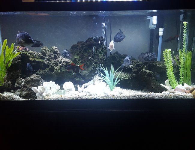 75 gallons freshwater fish tank (mostly fish and non-living decorations) - 75 gal cichlid tank. 75 gallons freshwater fish tank (mostly fish and non-living decorations) - 75 gal cichlid tank.