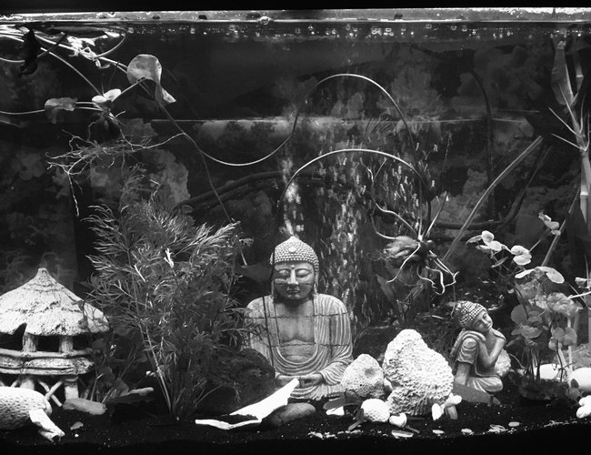 55 gallons freshwater fish tank (mostly fish and non-living decorations) - Just starting! 55 gallons freshwater fish tank (mostly fish and non-living decorations) - Just starting!