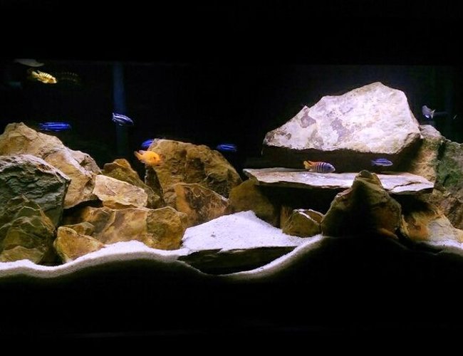 55 gallons freshwater fish tank (mostly fish and non-living decorations) - African Cichlid (mbuna tank) 55 gallons freshwater fish tank (mostly fish and non-living decorations) - African Cichlid (mbuna tank)
