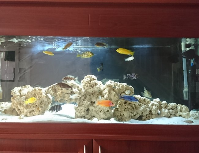 60 gallons freshwater fish tank (mostly fish and non-living decorations) - Mixed African Cichlids aquarium. Ocean rock and shells for decorations with white sand and a black background. 2x Fluval 306 filters + x2 wave makers and 2x heaters. 20 fish currently in the aquarium. 60 gallons freshwater fish tank (mostly fish and non-living decorations) - Mixed African Cichlids aquarium. Ocean rock and shells for decorations with white sand and a black background. 2x Fluval 306 filters + x2 wave makers and 2x heaters. 20 fish currently in the aquarium.