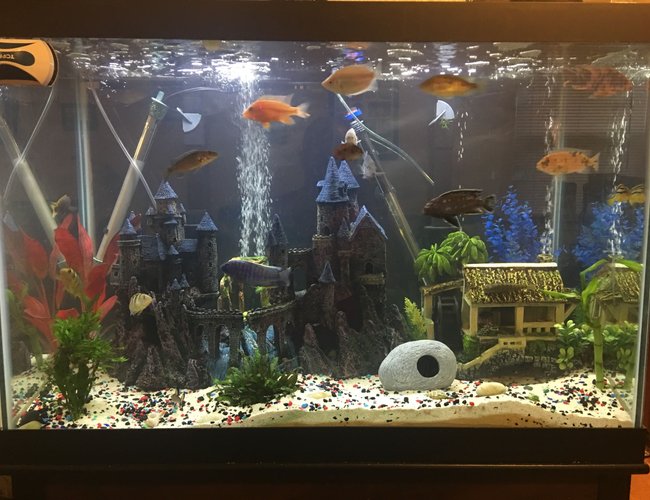 65 gallons freshwater fish tank (mostly fish and non-living decorations) - 65 gallon African Cichlids 65 gallons freshwater fish tank (mostly fish and non-living decorations) - 65 gallon African Cichlids
