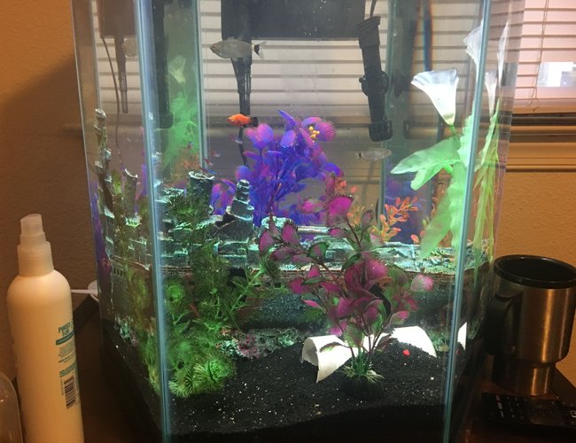 65 gallons freshwater fish tank (mostly fish and non-living decorations) - 20 gallon Tetras 65 gallons freshwater fish tank (mostly fish and non-living decorations) - 20 gallon Tetras