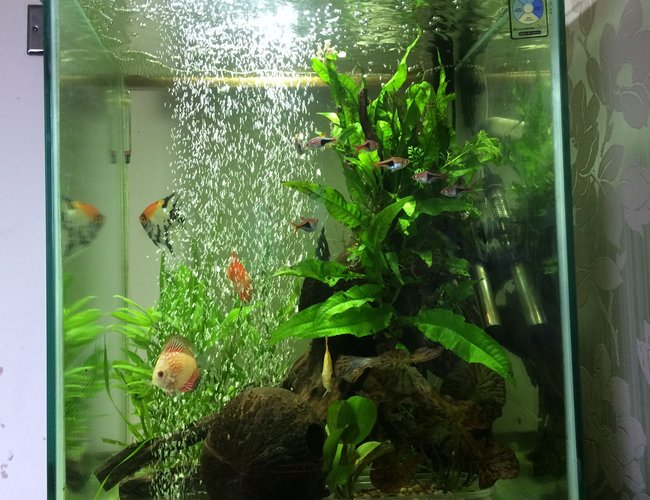 33 gallons freshwater fish tank (mostly fish and non-living decorations) - Hi 33 gallons freshwater fish tank (mostly fish and non-living decorations) - Hi