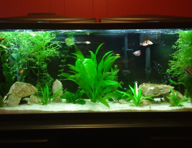 55 gallons freshwater fish tank (mostly fish and non-living decorations) - Our first aquarium 55 gallons freshwater fish tank (mostly fish and non-living decorations) - Our first aquarium