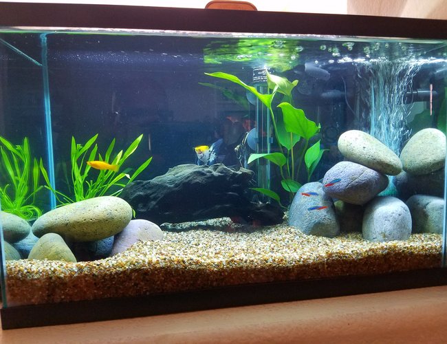10 gallons freshwater fish tank (mostly fish and non-living decorations) - Wifey's tank 10 gallons freshwater fish tank (mostly fish and non-living decorations) - Wifey's tank